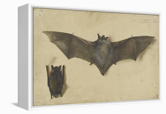 Une chauve-souris les ailes déployées, une autre les ailes repliées-Albrecht Dürer-Framed Premier Image Canvas