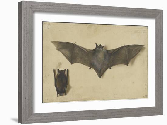 Une chauve-souris les ailes déployées, une autre les ailes repliées-Albrecht Dürer-Framed Giclee Print