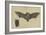 Une chauve-souris les ailes déployées, une autre les ailes repliées-Albrecht Dürer-Framed Giclee Print