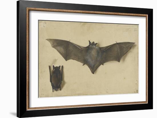 Une chauve-souris les ailes déployées, une autre les ailes repliées-Albrecht Dürer-Framed Giclee Print