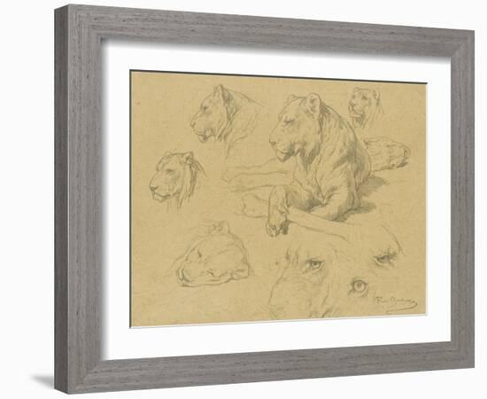 Une lionne couchée et sept études de sa tête-Rosa Bonheur-Framed Giclee Print