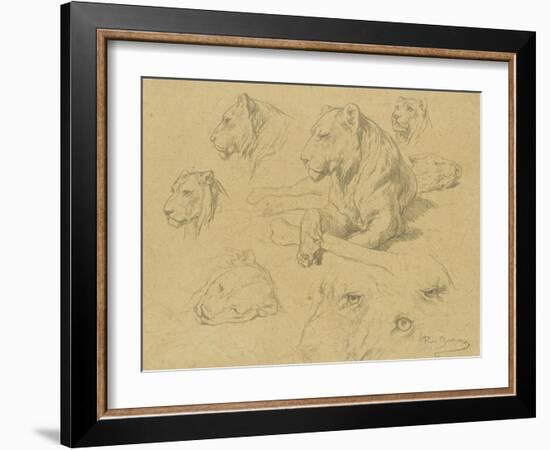 Une lionne couchée et sept études de sa tête-Rosa Bonheur-Framed Giclee Print