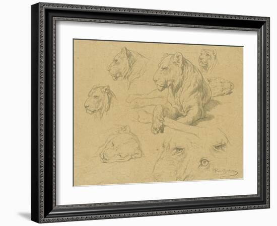 Une lionne couchée et sept études de sa tête-Rosa Bonheur-Framed Giclee Print