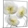 Unfocused Light 1-Albert Koetsier-Mounted Photographic Print