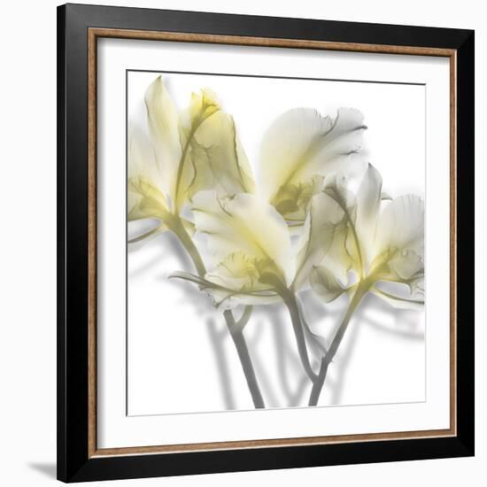 Unfocused Light 2-Albert Koetsier-Framed Photographic Print