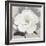 Unfolding Blossoms Detail 2-Ivo Stoyanov-Framed Art Print