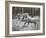 Unicorn 57-Bob Langrish-Framed Premium Photographic Print