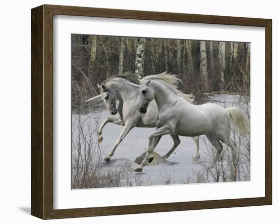 Unicorn 57-Bob Langrish-Framed Premium Photographic Print