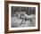 Unicorn 57-Bob Langrish-Framed Premium Photographic Print