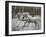 Unicorn 57-Bob Langrish-Framed Premium Photographic Print