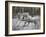 Unicorn 57-Bob Langrish-Framed Premium Photographic Print