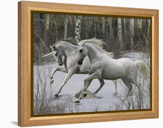 Unicorn 57-Bob Langrish-Framed Premier Image Canvas