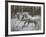 Unicorn 57-Bob Langrish-Framed Photographic Print