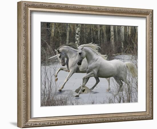 Unicorn 57-Bob Langrish-Framed Photographic Print