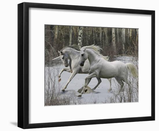 Unicorn 57-Bob Langrish-Framed Photographic Print