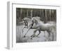 Unicorn 57-Bob Langrish-Framed Photographic Print