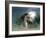 Unicorn 63-Bob Langrish-Framed Photographic Print