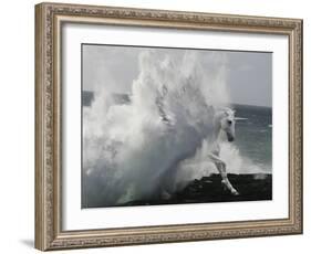Unicorn 64-Bob Langrish-Framed Photographic Print