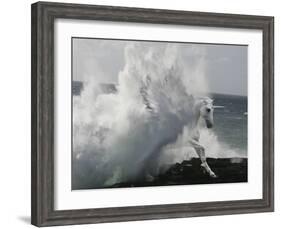 Unicorn 64-Bob Langrish-Framed Photographic Print