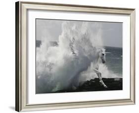 Unicorn 64-Bob Langrish-Framed Photographic Print
