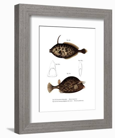 Unicorn Leatherjacket-null-Framed Giclee Print