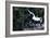 Unicorn-Christian Darkin-Framed Photographic Print