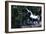 Unicorn-Christian Darkin-Framed Photographic Print