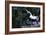 Unicorn-Christian Darkin-Framed Photographic Print