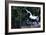 Unicorn-Christian Darkin-Framed Photographic Print