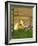 Unidentified Horse and Playful Kitten-null-Framed Giclee Print