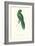 Uniform Parakeet - Cyanoramphus Unicolor-Edward Lear-Framed Art Print