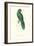 Uniform Parakeet - Cyanoramphus Unicolor-Edward Lear-Framed Art Print