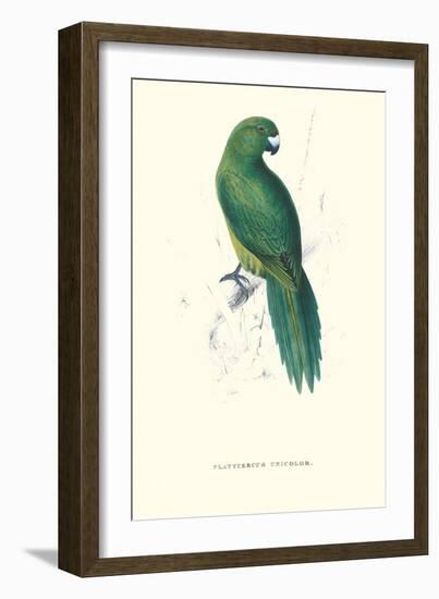 Uniform Parakeet - Cyanoramphus Unicolor-Edward Lear-Framed Art Print