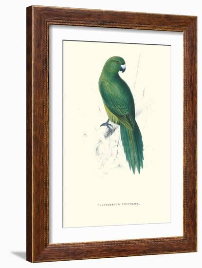 Uniform Parakeet - Cyanoramphus Unicolor-Edward Lear-Framed Art Print