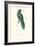 Uniform Parakeet - Cyanoramphus Unicolor-Edward Lear-Framed Art Print