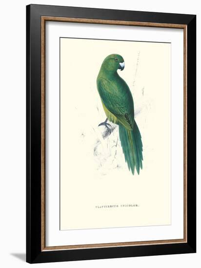 Uniform Parakeet - Cyanoramphus Unicolor-Edward Lear-Framed Art Print