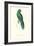 Uniform Parakeet - Cyanoramphus Unicolor-Edward Lear-Framed Art Print