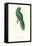 Uniform Parakeet - Cyanoramphus Unicolor-Edward Lear-Framed Stretched Canvas