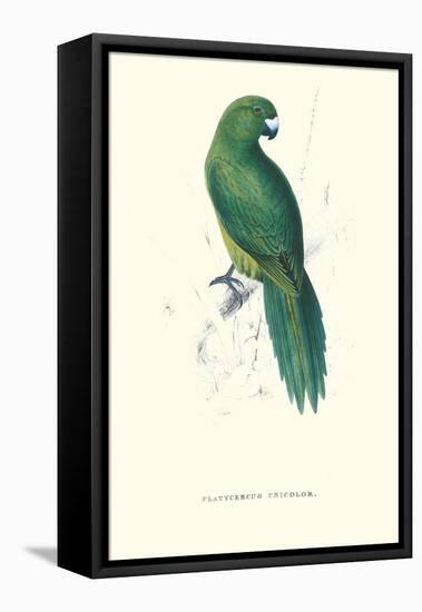 Uniform Parakeet - Cyanoramphus Unicolor-Edward Lear-Framed Stretched Canvas