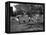 Uniformed Drum Major For University of Michigan Marching Band Practicing His High Kicking Prance-Alfred Eisenstaedt-Framed Premier Image Canvas