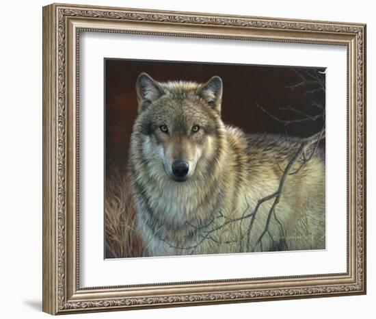 Uninterrupted Stare: Gray Wolf-Joni Johnson-godsy-Framed Art Print