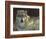 Uninterrupted Stare: Gray Wolf-Joni Johnson-godsy-Framed Art Print