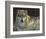 Uninterrupted Stare: Gray Wolf-Joni Johnson-godsy-Framed Art Print