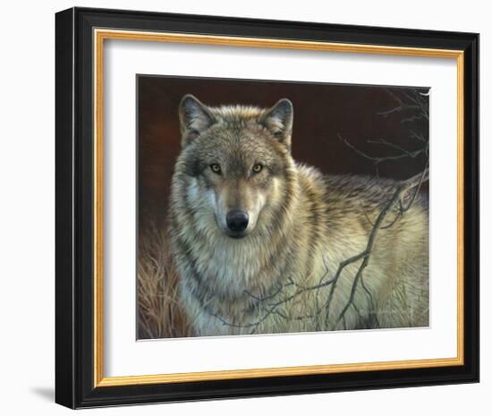 Uninterrupted Stare: Gray Wolf-Joni Johnson-godsy-Framed Art Print