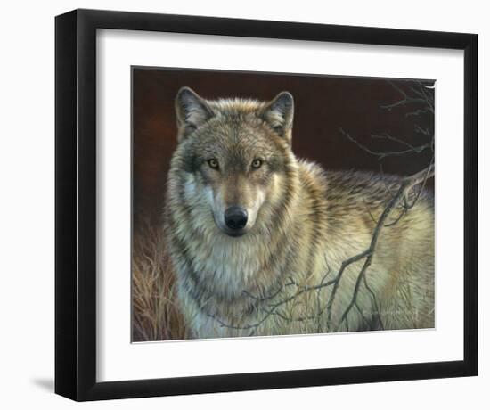 Uninterrupted Stare: Gray Wolf-Joni Johnson-godsy-Framed Art Print