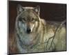 Uninterrupted Stare: Gray Wolf-Joni Johnson-godsy-Mounted Giclee Print
