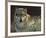 Uninterrupted Stare: Gray Wolf-Joni Johnson-godsy-Framed Giclee Print