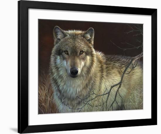 Uninterrupted Stare: Gray Wolf-Joni Johnson-godsy-Framed Giclee Print