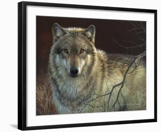 Uninterrupted Stare - Gray Wolf-Joni Johnson-godsy-Framed Art Print