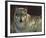 Uninterrupted Stare - Gray Wolf-Joni Johnson-godsy-Framed Art Print